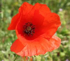 Mohn 083.jpg